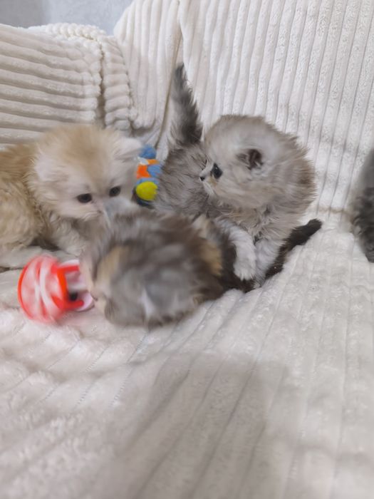 Персидские котята