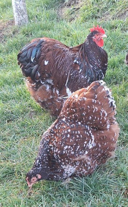 Familie Orpington porțelan