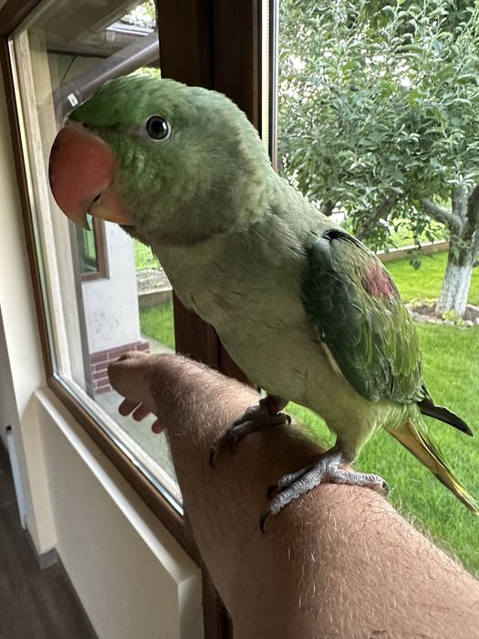 Puiuti foarte blanzi de papagali Marele Alexandru crescuti la seringa