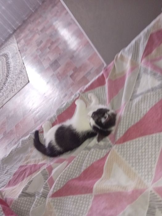 Отдам Котёнка  даром