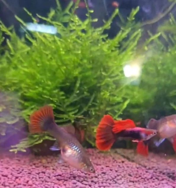 Гуппи,, Red  Rose'' Гуппи,, Канада "