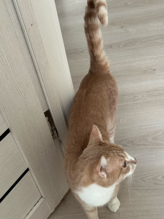 Мысықты мейірімді адамдарға береміз!