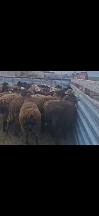 Құрбан айтқа қой сатылады