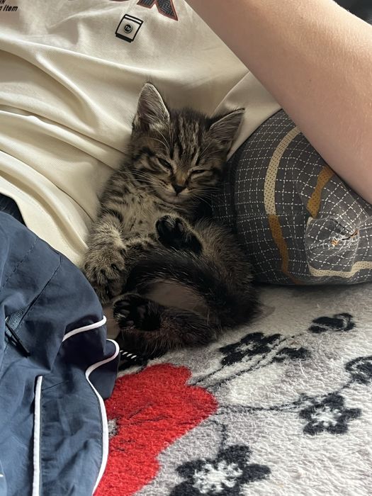 отдам котенка в хорошие руки