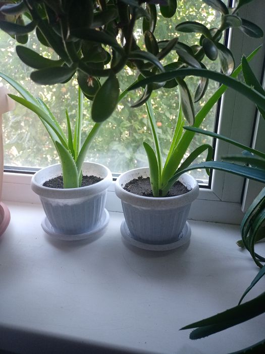 Алоэ Вера, лечебное растение