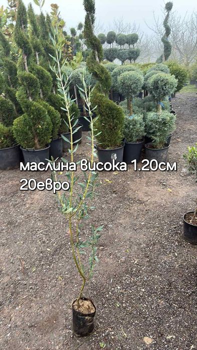 Разсадник Доганово разполага с разнообразен и видове растения.заповяда