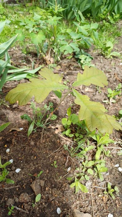 Продам саженцы дуба