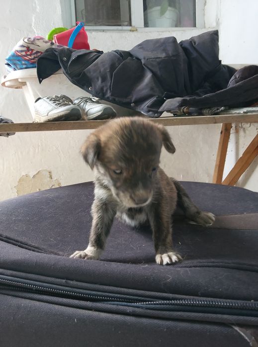 Щенки девочки 1 месяц