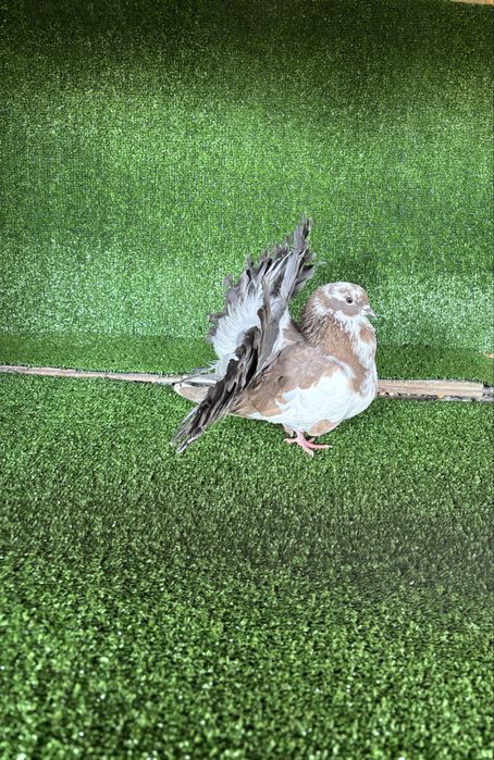 Продавам женски гълъб