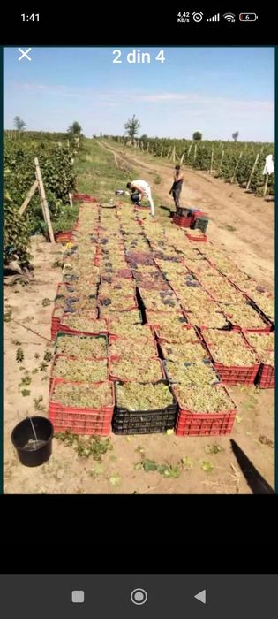Vând struguri de vin transport gratuit in tuata țara 0724879073