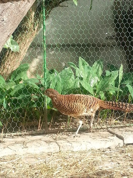 Vand fazani exotici diferite rase .