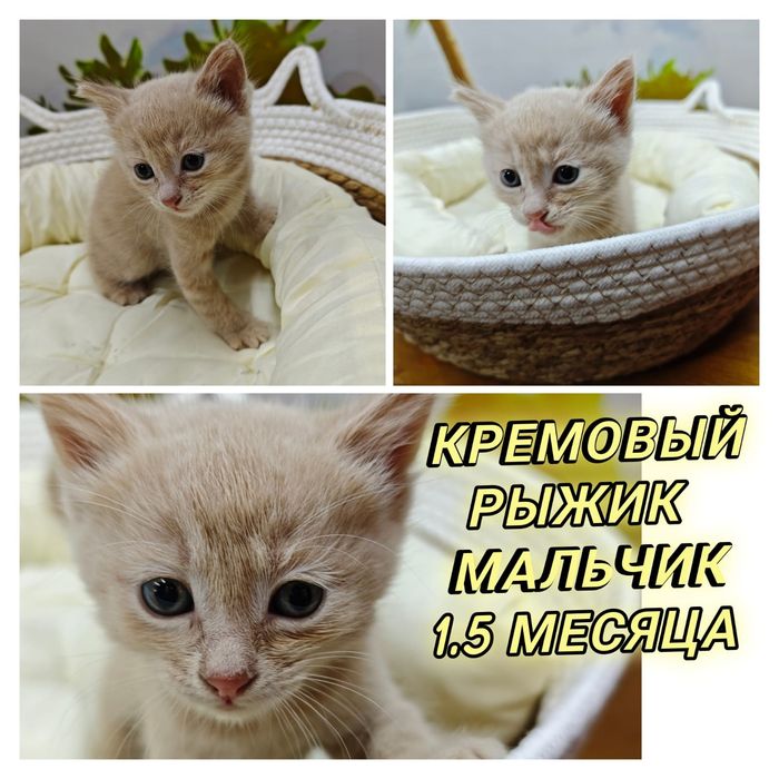 Отдаю котят даром