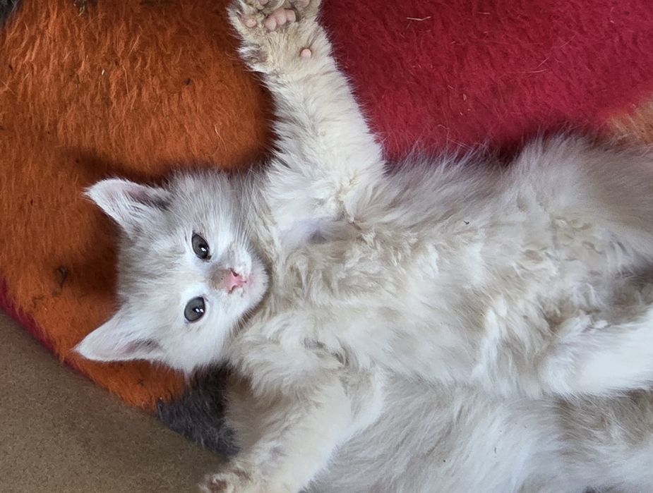 Коте на 2 месеца  Турска ангорска