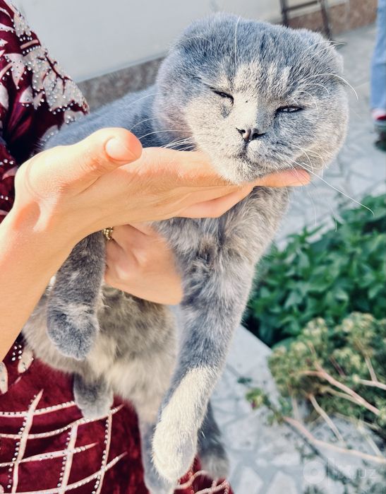 шотландский вислоухий котенок (скоттиш-фолд)