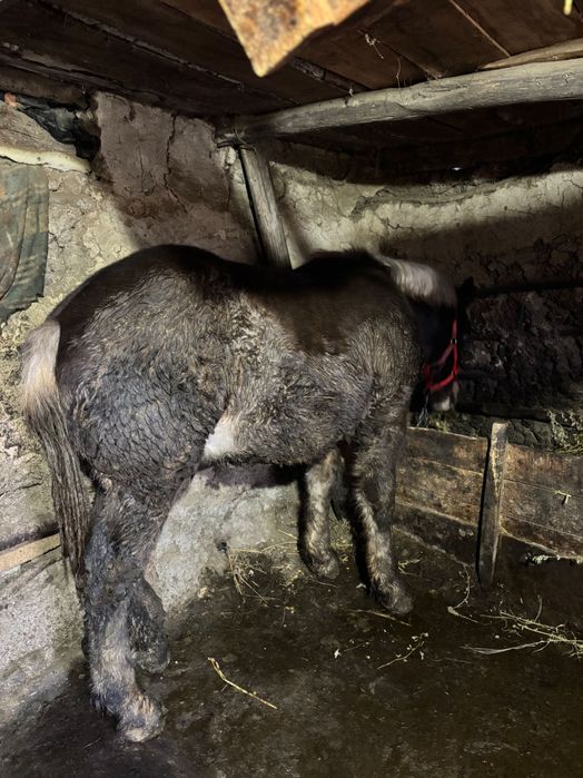 Mânz de vânzare de 7 luni