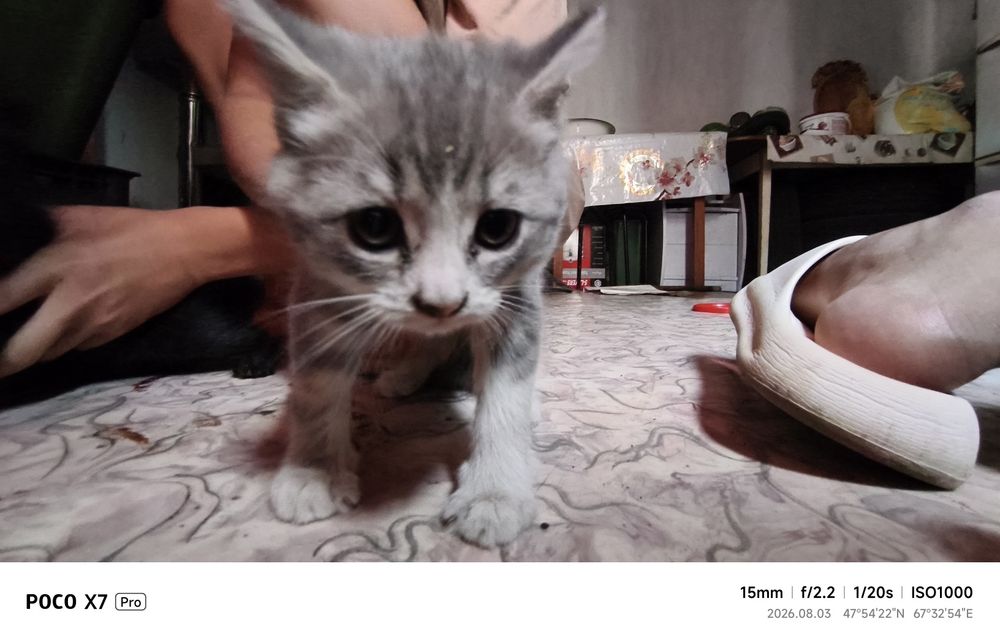 Котята в хорошие руки