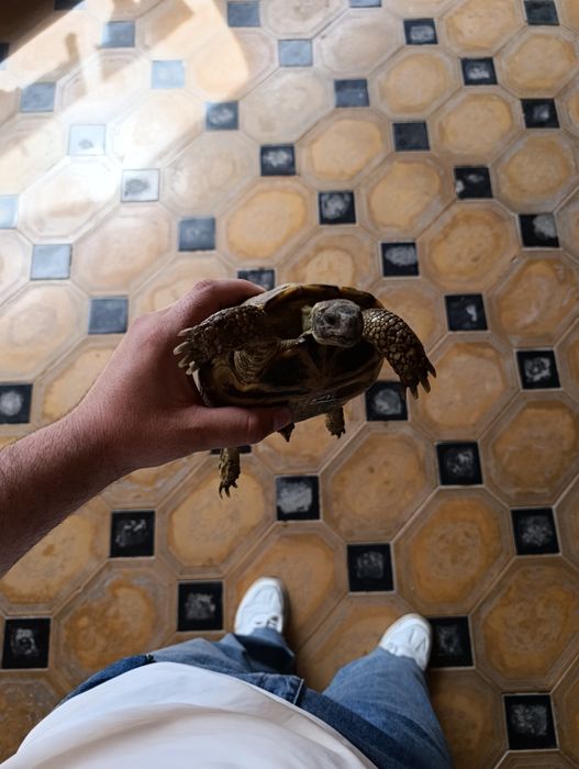 Предаётся черепаха