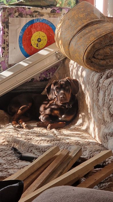 Щенка  метиса русского спаниеля и пинчера