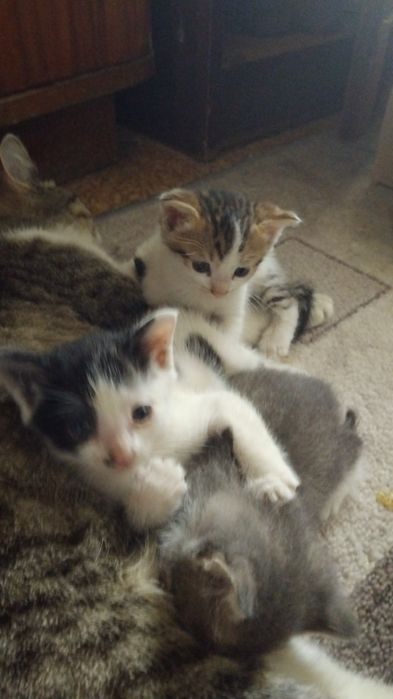 Котята в добрые руки