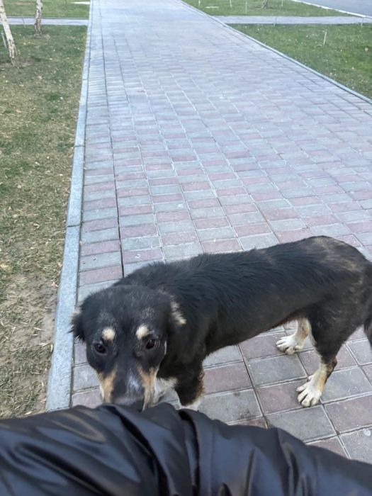 Собачка-девочка в добрые руки