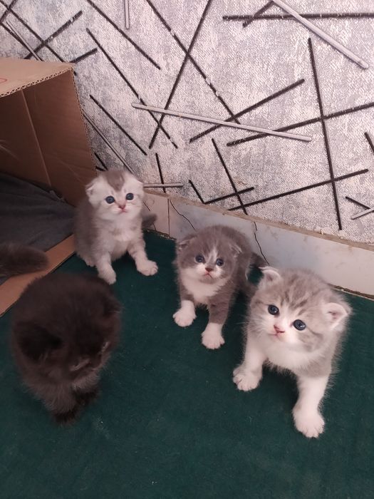 Срочна шотландский вислоухий и британский фолд