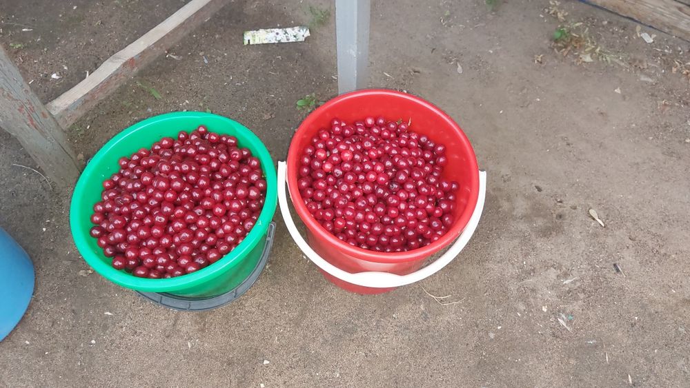 Продам Вишню дачную