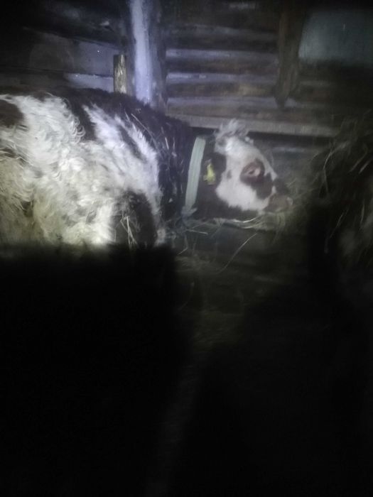 Продам быка с откорма стоит 3 месяца стоит, 
Пожаловаться