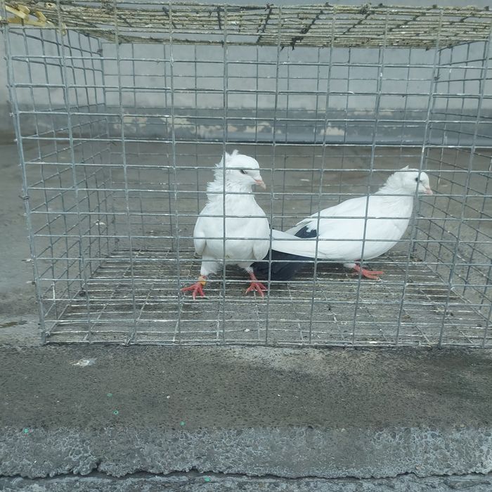 Чернахвость чубати бровястые обрезные