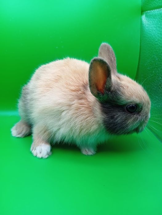 Кролики декоративные минник