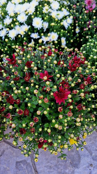 Crizanteme de vânzare!