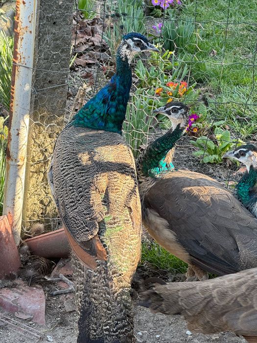 Продавам индийски пауни