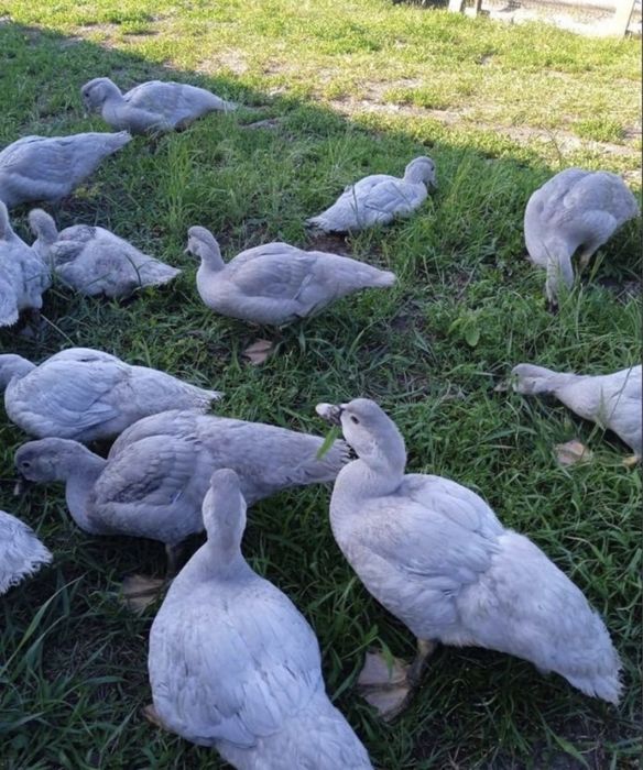 Индоутята лованда тяжелой линии 4 мес индоутки утки куры индюки гуси