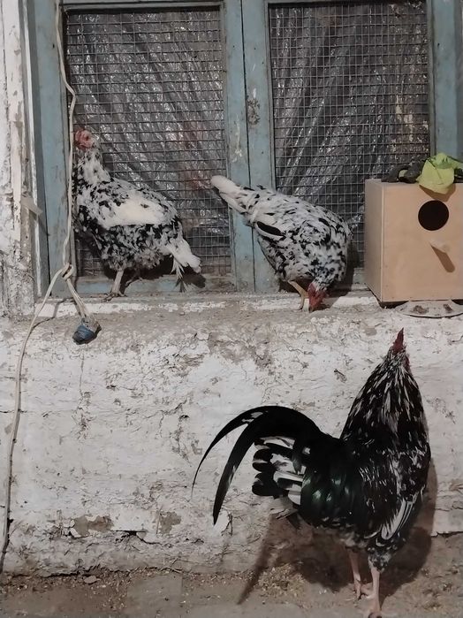 Xonaki parodali tovuqlari sotladi