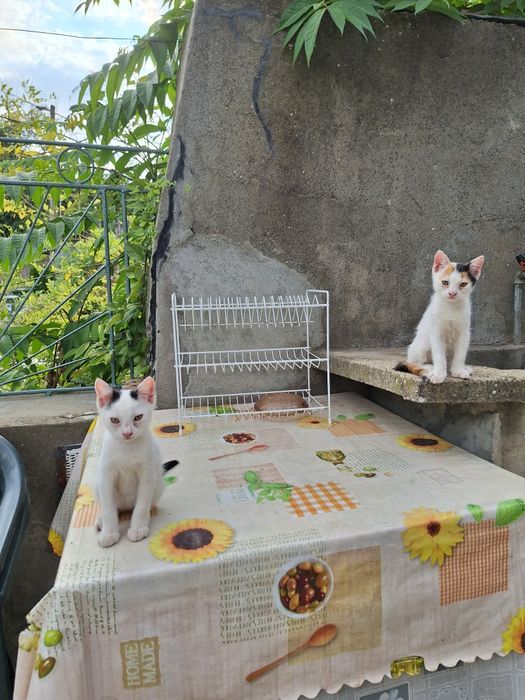 Подарявам малки котенца