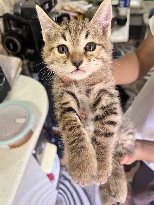 Отдам кошек на добрые руки