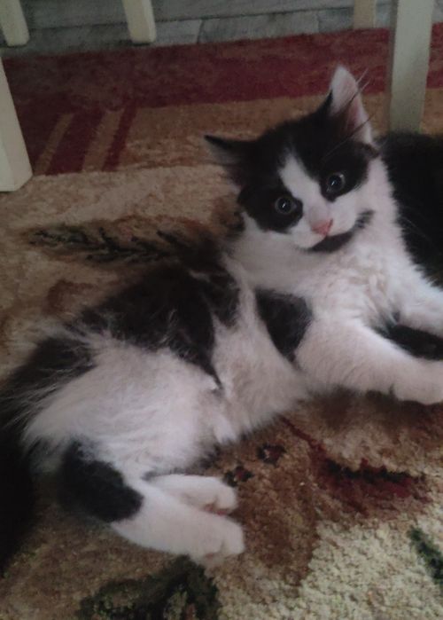 Котенок в хорошие руки