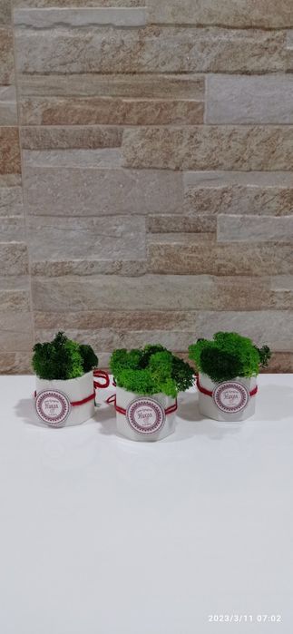 Кашпи със скандинавски мъх