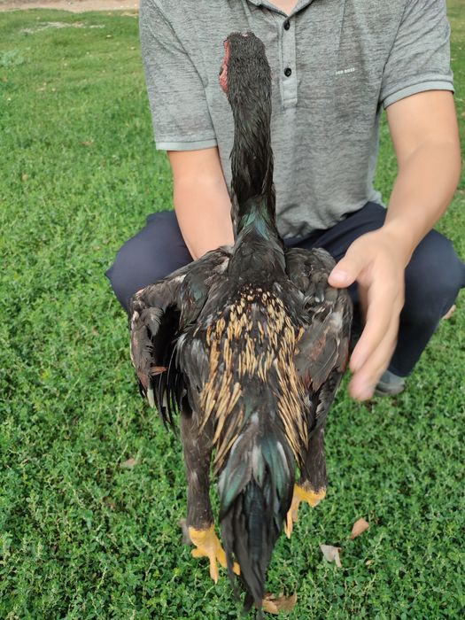 Дакан о шамо сатылады продам