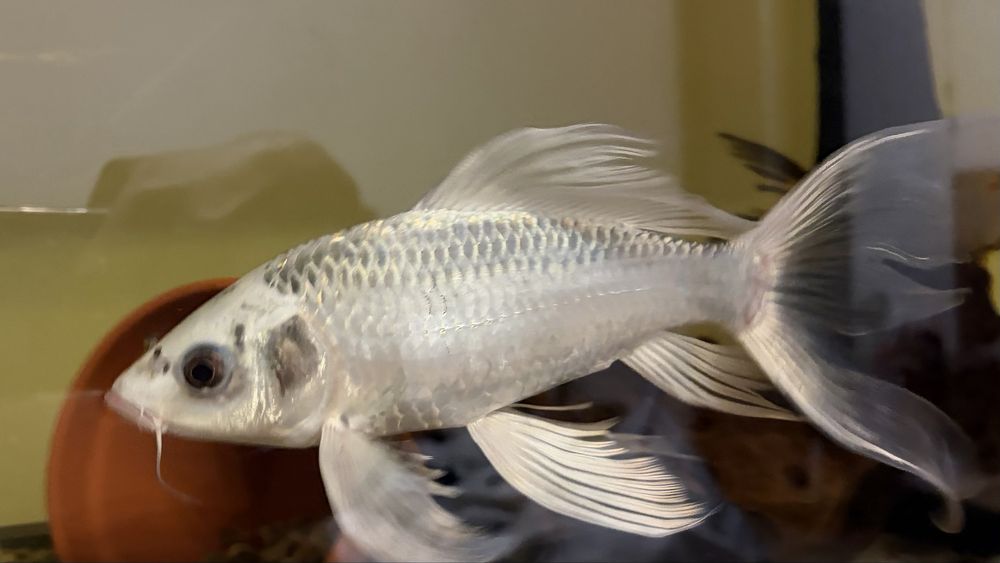 Pești crap koi fluture