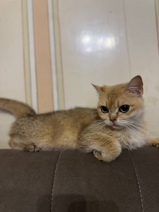 Котята золотая шиншила и вислоухий