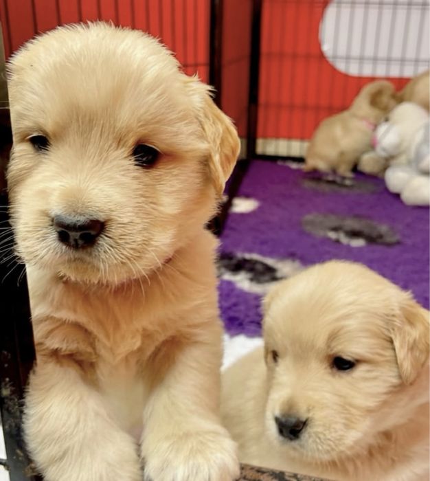 Голден ретривер помесь с лабрадором