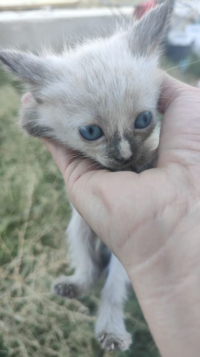 Отдам даром маленкие кошек
