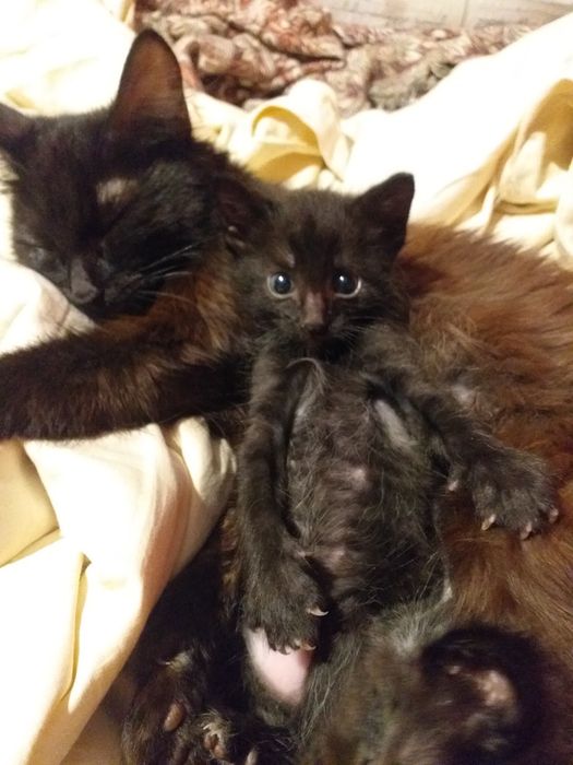 Отдам в добрые руки маленьких мальчишек