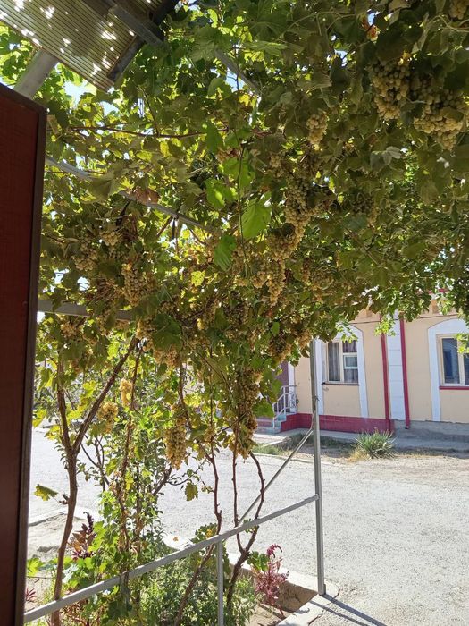 Катеж Уй ховли гоз бор