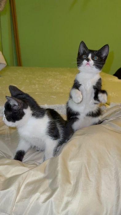 Отдам котят в добрые руки!