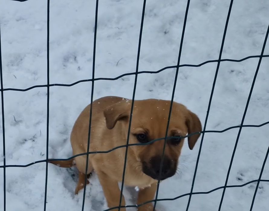 Căutăm stăpâni iubitori pt 2 cățeluși