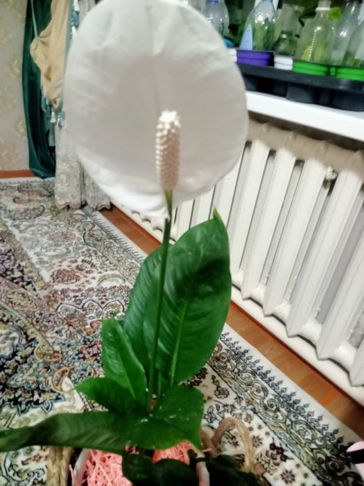 Комнатные цветы очень красивые