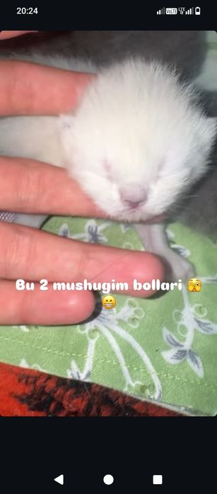 Britanskiy mushuklar bolalari