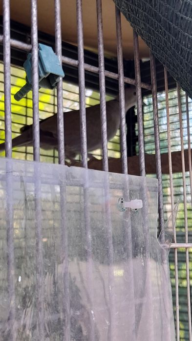 Vând 9 turturele tinere