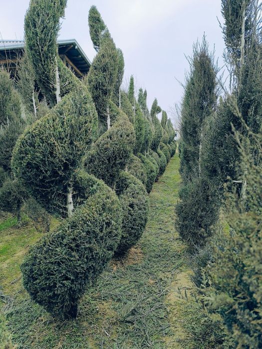 Манзарали арча ва дарахтлар оптом нархда